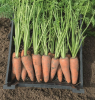Морковь Карсон F1