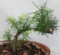 Псевдотсуга тисолистная сизая (Pseudotsuga menziesii var. glauca) "San Juan, CO" 8 семян