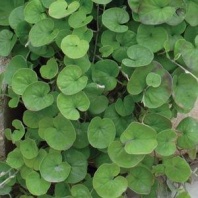 10 Дихондра серебристая ползучая Emerald Falls 4426 10 шт. Multi-pelleted