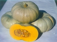 10 Тыква Краун принц F1 Япония 10 семян