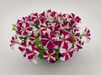 Петуния крупноцветковая Success! 360° F1 Rose Star Петуния крупноцветковая Success! 360° F1 Rose Star