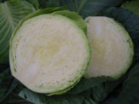 Капуста Циклоп F1 Капуста Циклоп F1