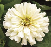 Цинния изящная Short Stuff F1 Цинния изящная Short Stuff F1