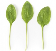 10 Шпинат Меркат F1 Нидерланды 10 грамм