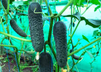 Огурец Георг F1 Огурец Георг F1