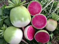 Редька дайкон Старберст Редька дайкон Старберст