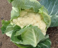 Капуста Гохан F1 Капуста Гохан F1