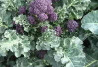 Капуста Санти F1 Капуста Санти F1