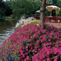 Петуния ампельная Тайдал Вейв F1 Сherry Петуния ампельная Тайдал Вейв F1 Сherry