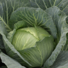 Капуста Глория F1
