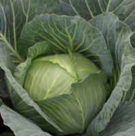Капуста Глория F1 Капуста Глория F1