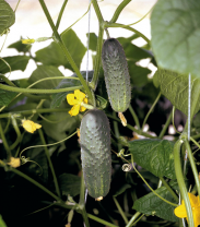 Огурец Атлантис F1 Огурец Атлантис F1