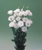 Эустома, лизиантус крупноцветковый серия Арена III F1 White
