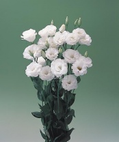 Эустома, лизиантус крупноцветковый серия Арена III F1 White