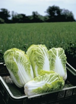 Капуста Билко F1 Капуста Билко F1