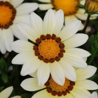 Гацания New Day F1 White Гацания New Day F1 White