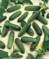 10х10 Огурец Герман F1 Нидерланды 10 семян 10 ПАКЕТОВ 10х10 Огурец Герман F1 Нидерланды 10 семян 10 ПАКЕТОВ