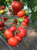 Томат Рестлер F1