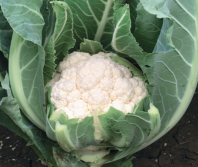 Капуста Алмагро F1