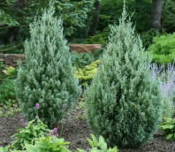 Можжевельник скальный (Juniperus scopulorum) "SD" 10 семян