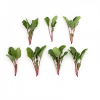 Свекла листовая Мангольд Чарли F1 Свекла листовая Мангольд Чарли F1