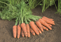 Морковь Купар F1 Морковь Купар F1