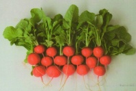 Редис Атолл F1 Редис Атолл F1