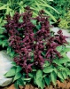 Сальвия Amore Purple