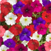 Петуния ампельная Флеш Форвард F1 Микс Петуния ампельная Флеш Форвард F1 Микс