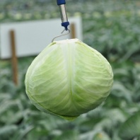 Капуста Анкома F1 белокочанная Нидерланды 1.000 семян Капуста Анкома F1 белокочанная Нидерланды 1.000 семян