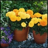Бархатцы прямостоячие Инка 2 F1 Микс
