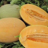 Дыня Каррера F1 Дыня Каррера F1