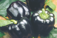 Перец Маврас F1 Перец Маврас F1