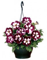 Петуния крупноцветковая Кан Кан F1 Mixed Петуния крупноцветковая Кан Кан F1 Mixed