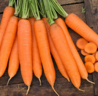 Морковь Сиркана F1 Морковь Сиркана F1