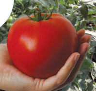 Томат Махитос F1 Томат Махитос F1