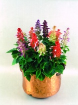 Сальвия Pharaoh Mixed Сальвия Pharaoh Mixed