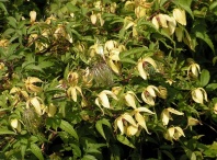 Клематис пильчатолистный (Clematis serratifolia)  0,1 гр.