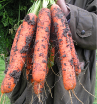 Морковь Самсон Нидерланды. Гелевые драже. 100 др. Морковь Самсон Нидерланды. Гелевые драже. 100 др.