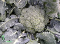 Капуста Лаки F1 брокколи Нидерланды 2.500 семян Капуста Лаки F1 брокколи Нидерланды 2.500 семян