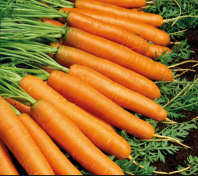 Морковь Юкон F1 Морковь Юкон F1