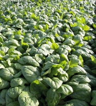 Шпинат Рембор F1 Шпинат Рембор F1