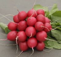 Редис Стеллар F1 Редис Стеллар F1