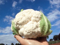 Капуста Джерес F1 Капуста Джерес F1