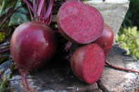 Свекла Маноло F1 Свекла Маноло F1