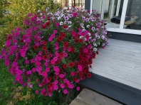 Петуния ампельная Тайдал Вейв F1 Смесь Петуния ампельная Тайдал Вейв F1 Смесь