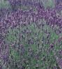 Лаванда узколистная Hidcote Blue Хупта, 6713 100 семян Лаванда узколистная Hidcote Blue Хупта, 6713 100 семян