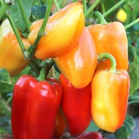 Перец Барби F1 Перец Барби F1