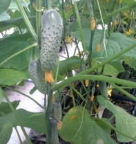 Огурец Ленара F1 Нидерланды 100 семян