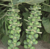 Капуста Давлин F1